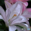 花便り　ユリ①