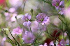 かすみ草