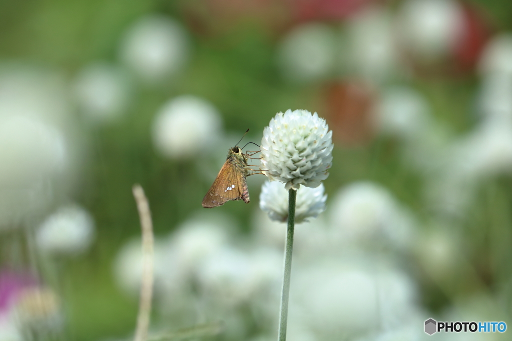 夏の花に舞い降りて③