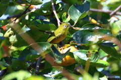 カキジロー