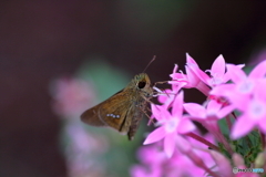 夏の花に舞い降りて②