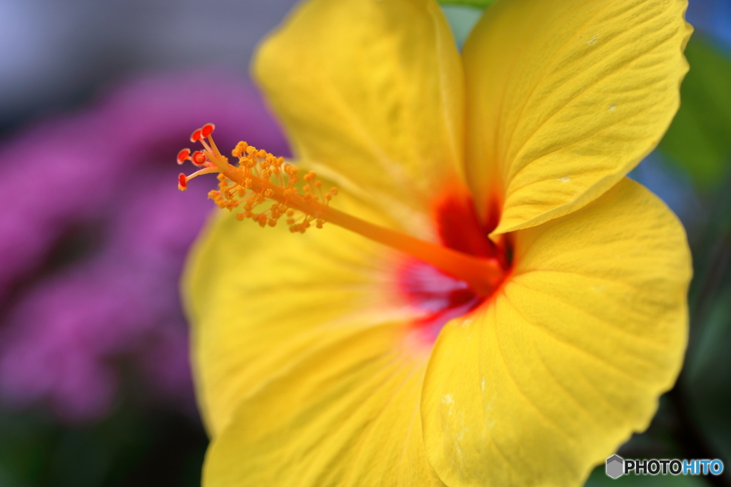 庭の花　ハイビスカス
