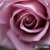 五月の薔薇①