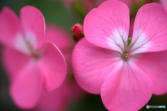 花だより　ゼラニウム