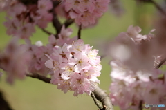 春めき桜①