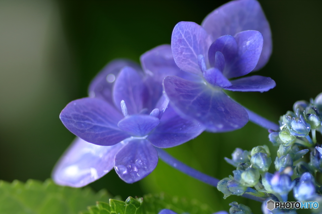 紫陽花の吐息１