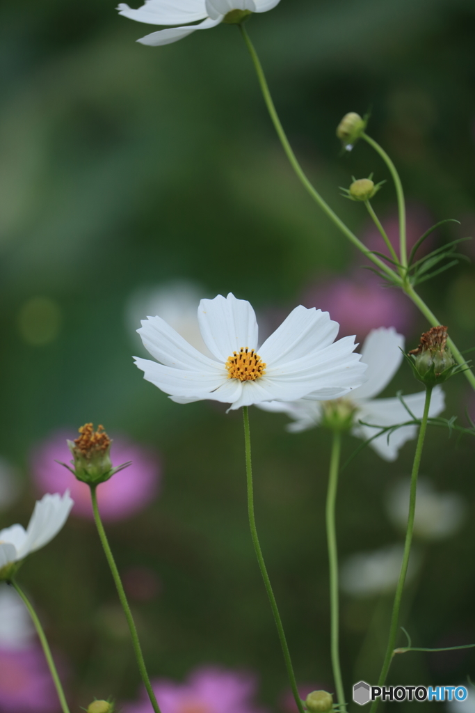 花便り　コスモス２