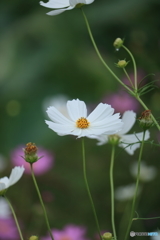 花便り　コスモス２