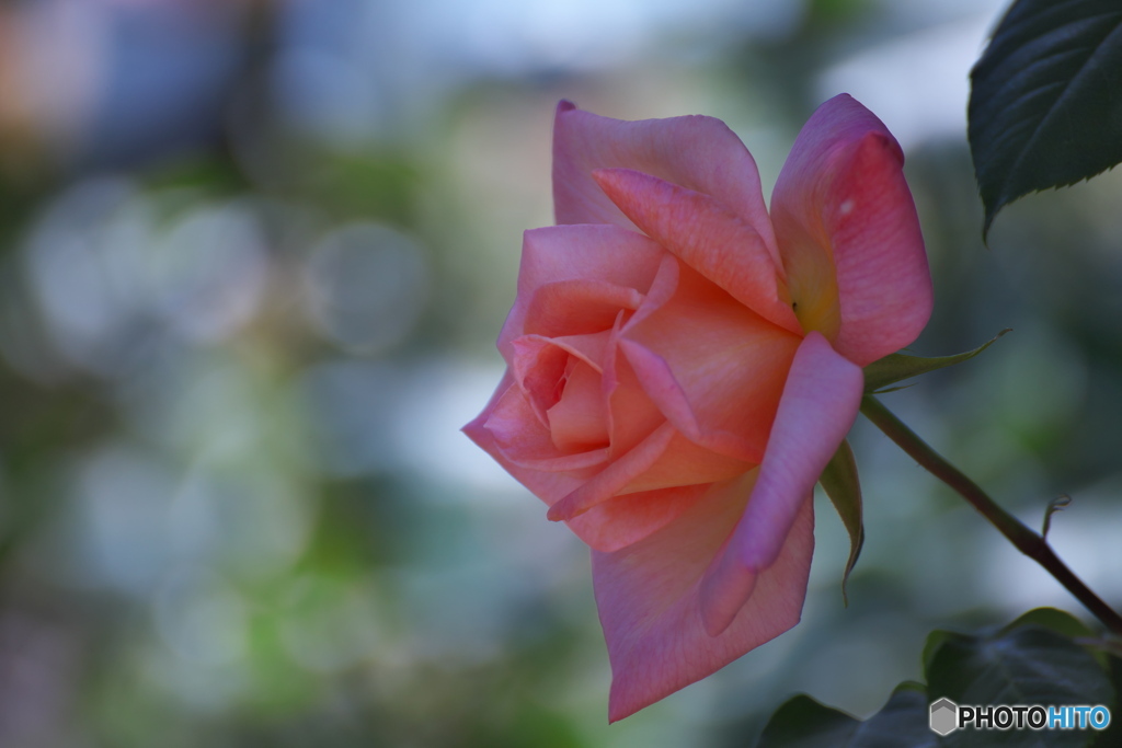 四月の薔薇