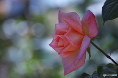 四月の薔薇