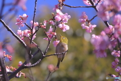 先ずは、お花見からよ・・・♪