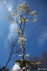 白い春の花