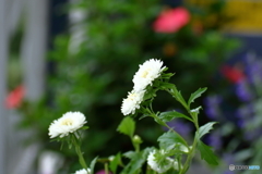 花便り  小菊