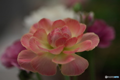 春の花達③