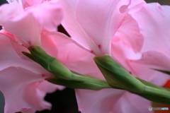 横たわる花①