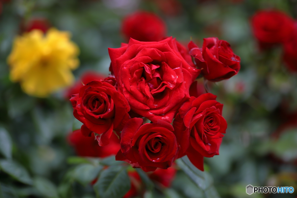 薔薇の花束を