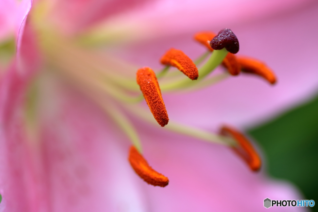 夏の花　百合①