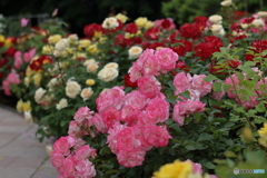  薔薇の園２