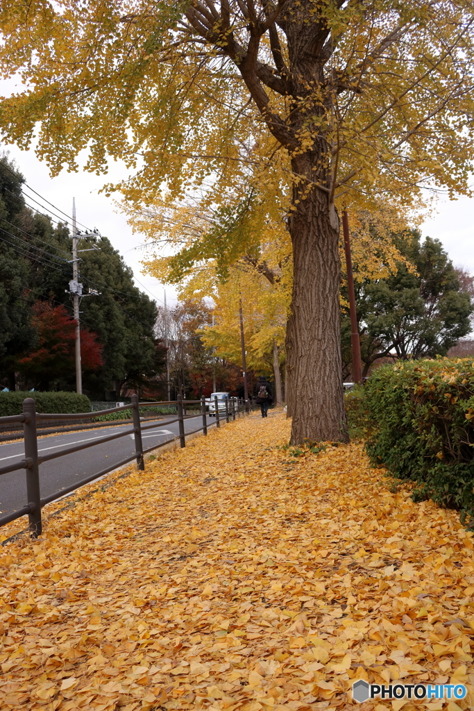 銀杏の歩道