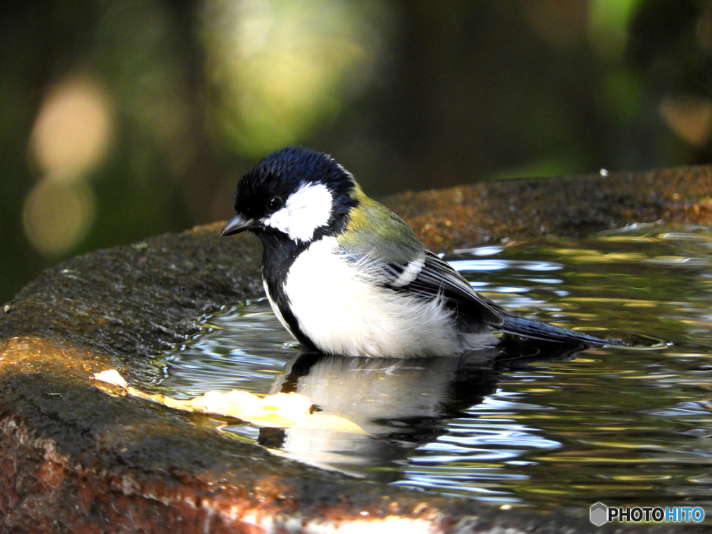 水場の野山の鳥③