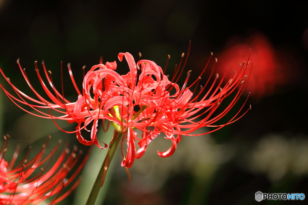 曼珠沙華