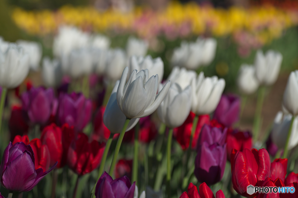 冬の花壇①