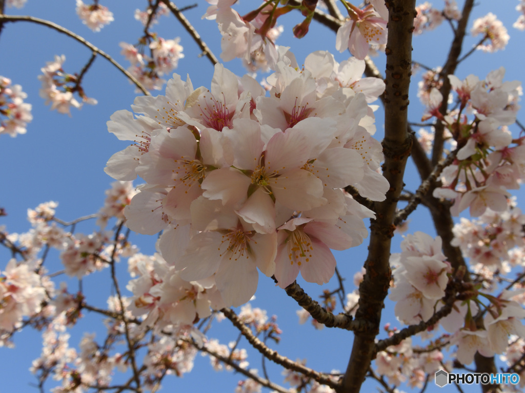 玉縄桜