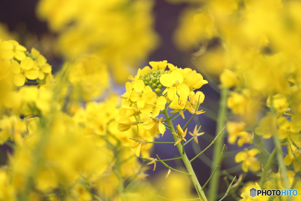 菜の花