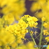 菜の花