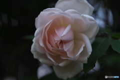 五月の薔薇　その２
