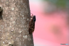 夢の中で・・