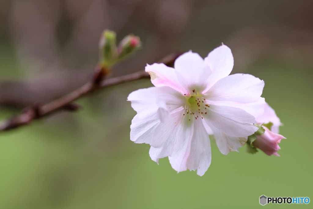 十月桜