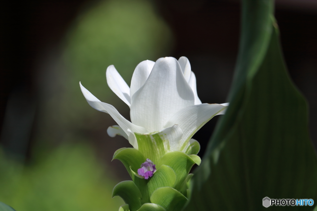 クルクマ・チェンマイホワイト