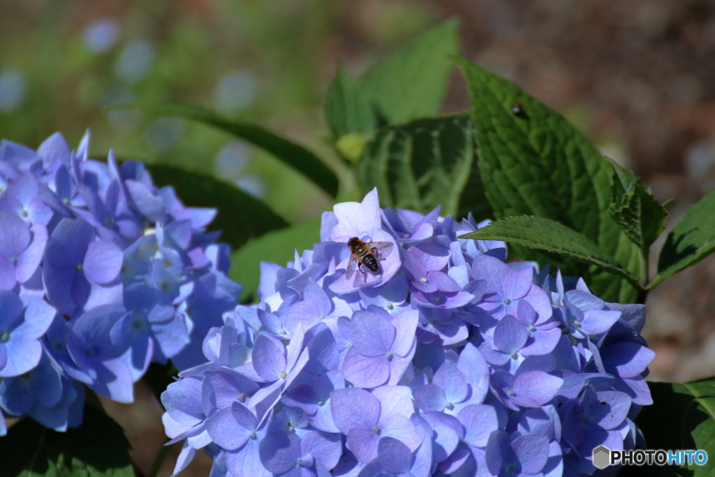 紫陽花に誘われて