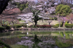 桜咲く③