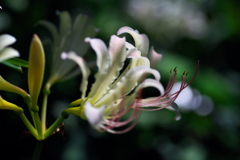 季節の花　リコリス