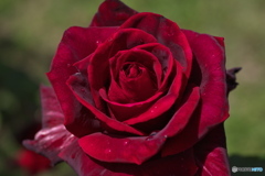 薔薇の季節②