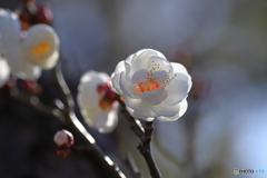 八重の白梅