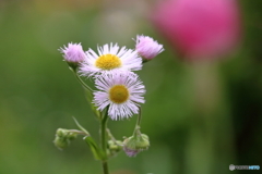 野に咲く花