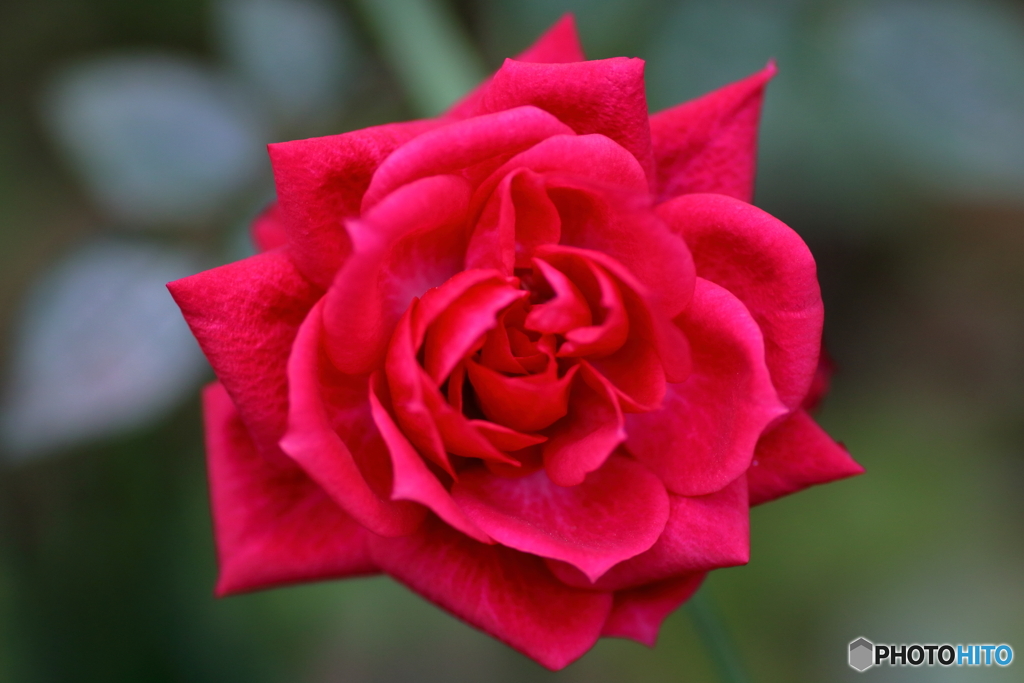 庭の薔薇が咲いた