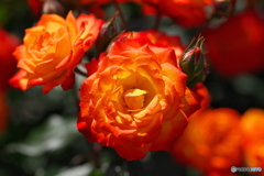 薔薇の鑑賞　その３