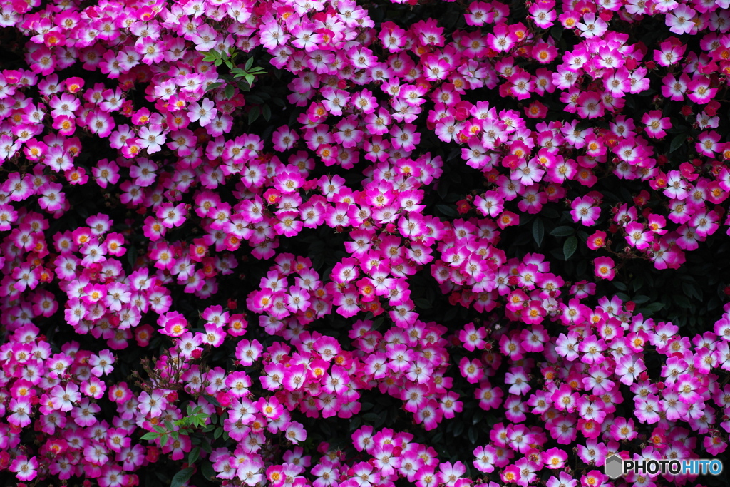 五月の薔薇　その3