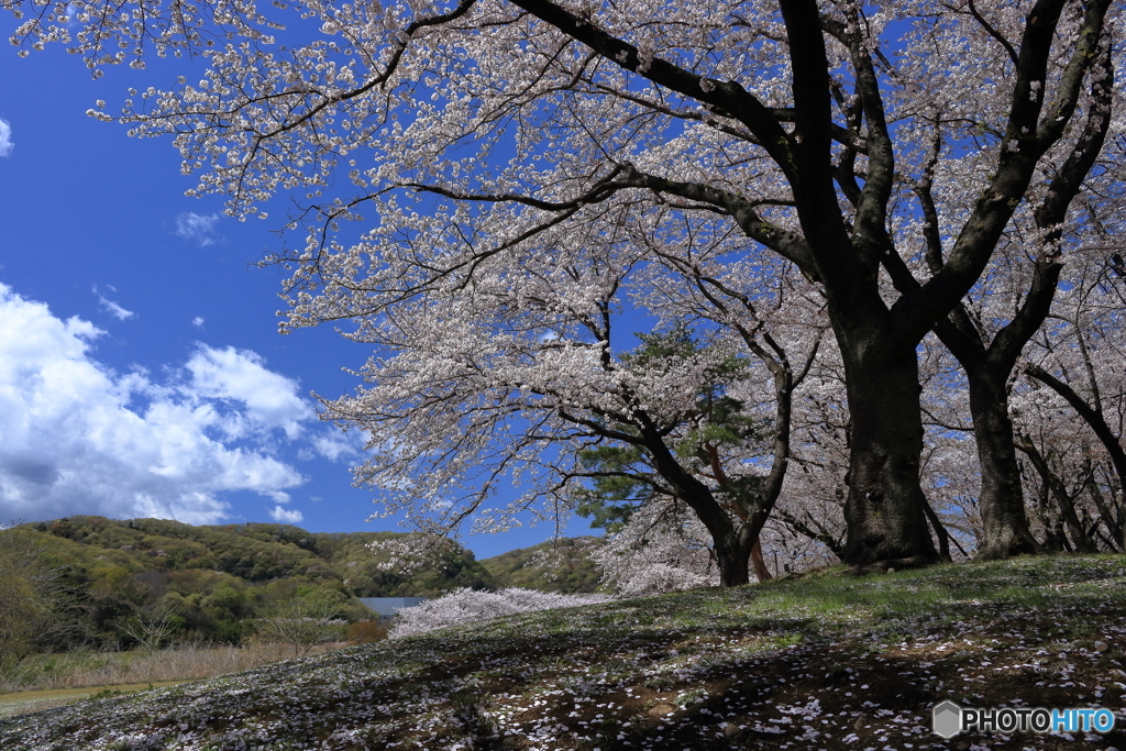 河川敷の桜