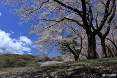 河川敷の桜