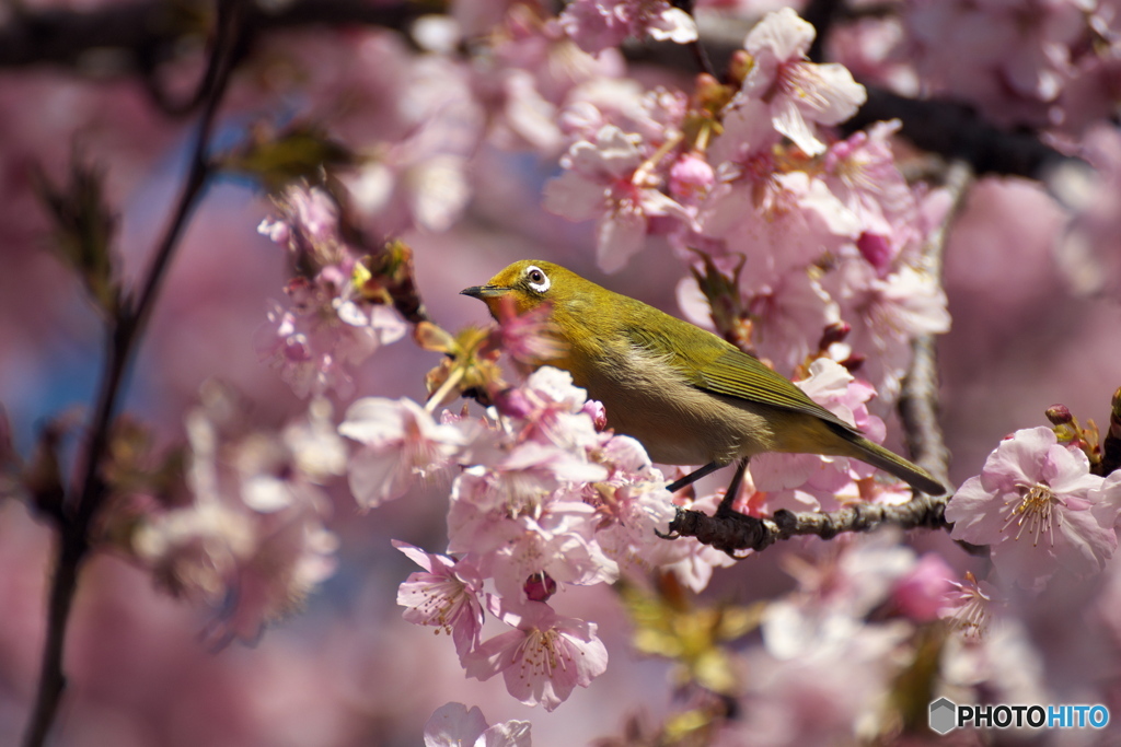 河津桜とメジロ④