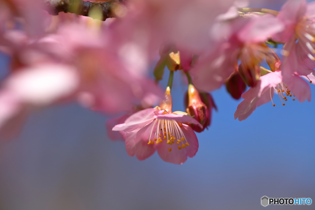 河津桜