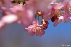 河津桜