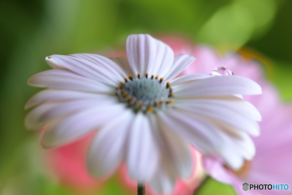 春の癒し花 By Nakatsu Id 写真共有サイト Photohito