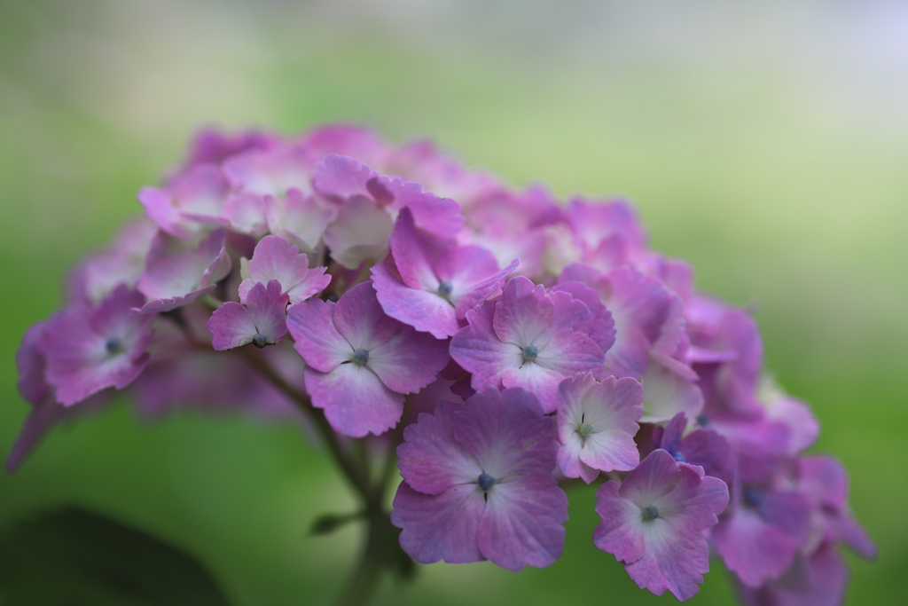 庭の紫陽花④