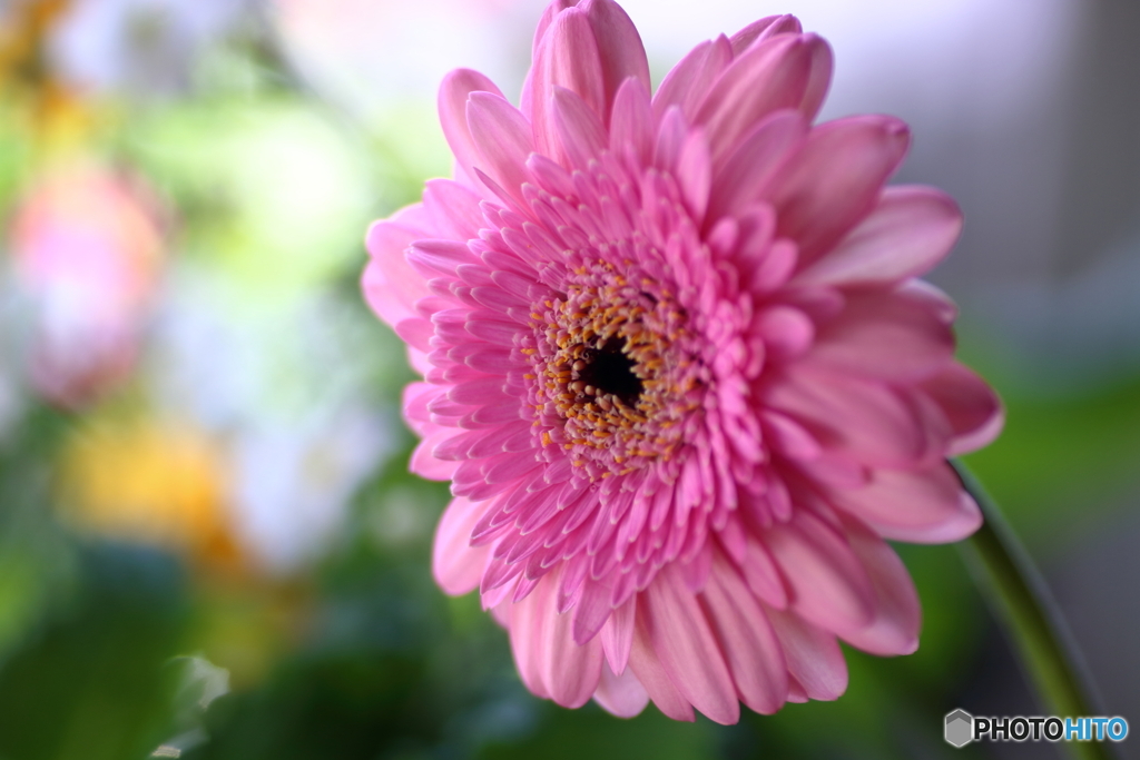 思い出の花